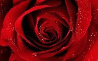 pic for Scarlet Rose With Water Drops 